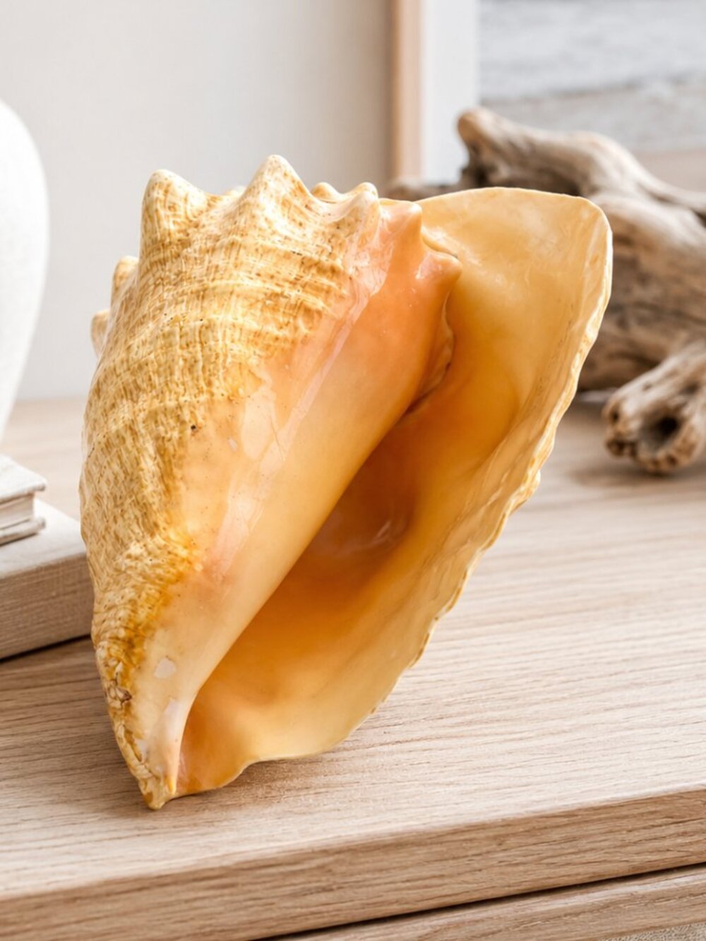 Large Natural Conch Shell Coastal Beach House Decor 8"